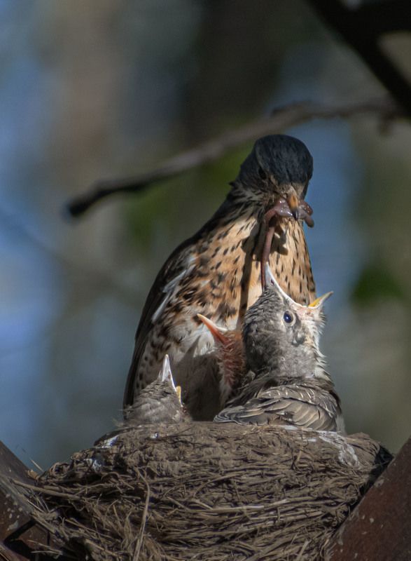 Завтракphoto preview