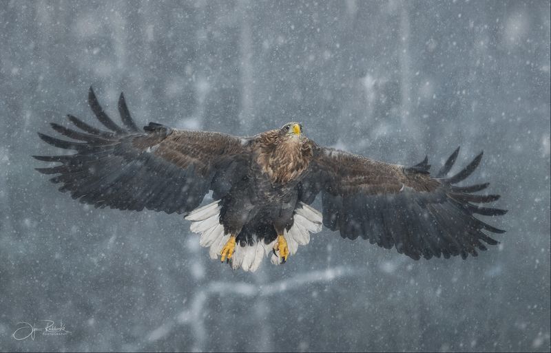 орлан, орлан белохвост, беларусь, красный бор, eagle, white-tailed eagle, дикая природа Freedomphoto preview