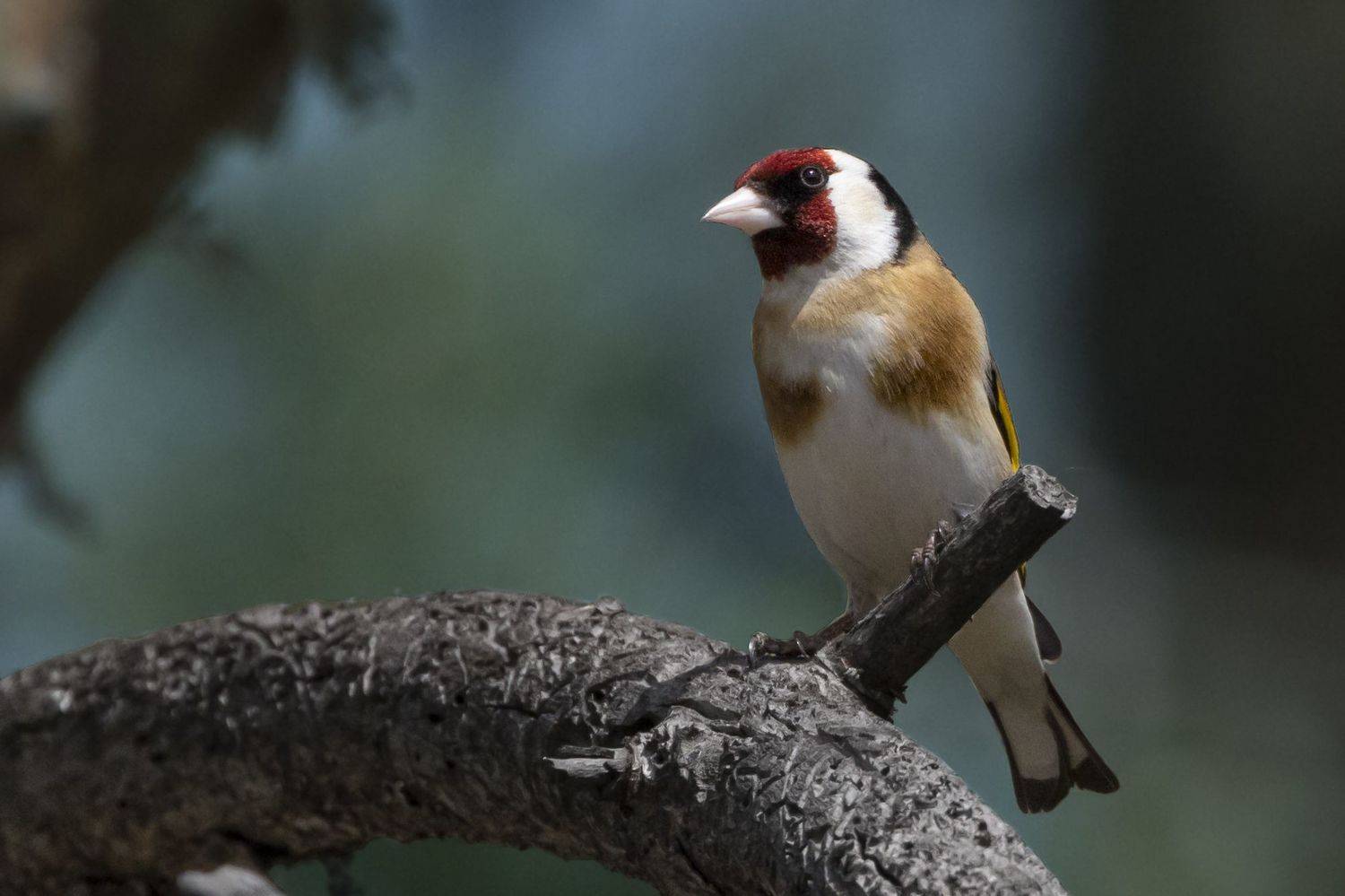 Щегол. Автор: Щепанов Дмитрий , Щепанов Дмитрий
