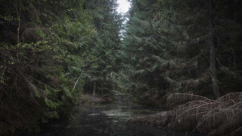 лес, весна, деревья, пейзаж В весеннем лесуphoto preview