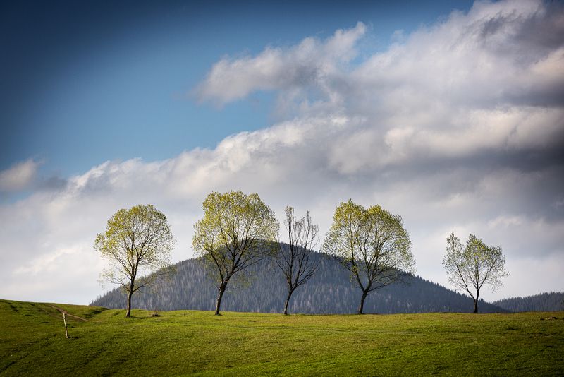 деревья, минимализм minimalistic, trees, nature ***photo preview