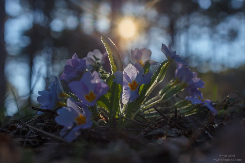 дмитр коваль, гималаи и крым вне треков, пейзаж как магия Корона горного леса фото превью