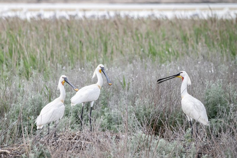 крым, заповедник «лебяжьи острова», птицы, колпицы Колпицыphoto preview