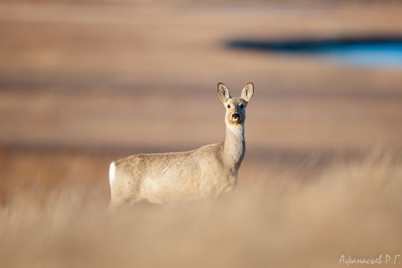 косуля, хакасия Косуля вечерняяphoto preview