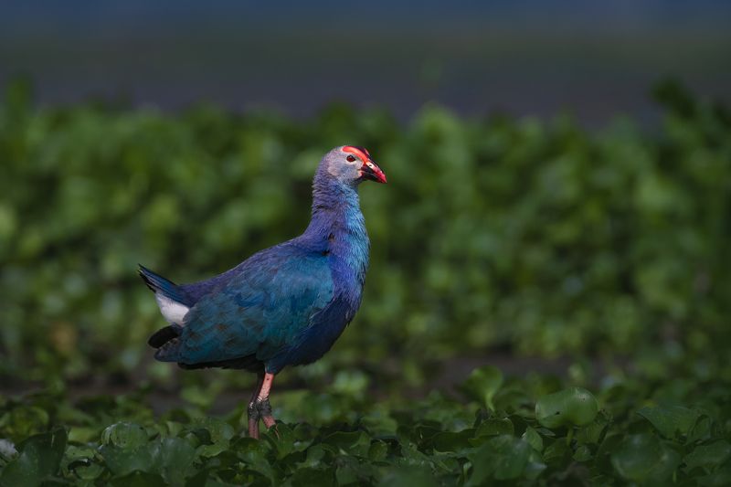 #birdphotography	 #birdsofinstagram	 #wildlifephotography	 #birds	 #naturephotography	 #bird	 #nature	 #wildlife	 #photography	 #birdwatching	 #natgeo	 #photooftheday	 #nikon	 #birding	 #naturelovers	 #canon	 #animals	 #birdlovers	 #travel	 #love	 #bestbi  фото превью