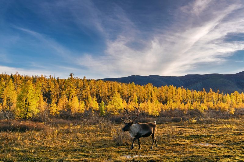 монголия, олень, осень Олень монгольских цаатанов фото превью