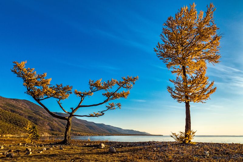 байкал, малое море, лиственница, осень Мы такие разные, но всё-таки мы вместе!photo preview