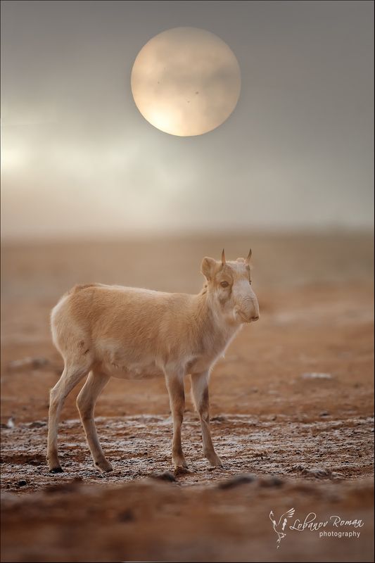 сайгак., заказник photo preview