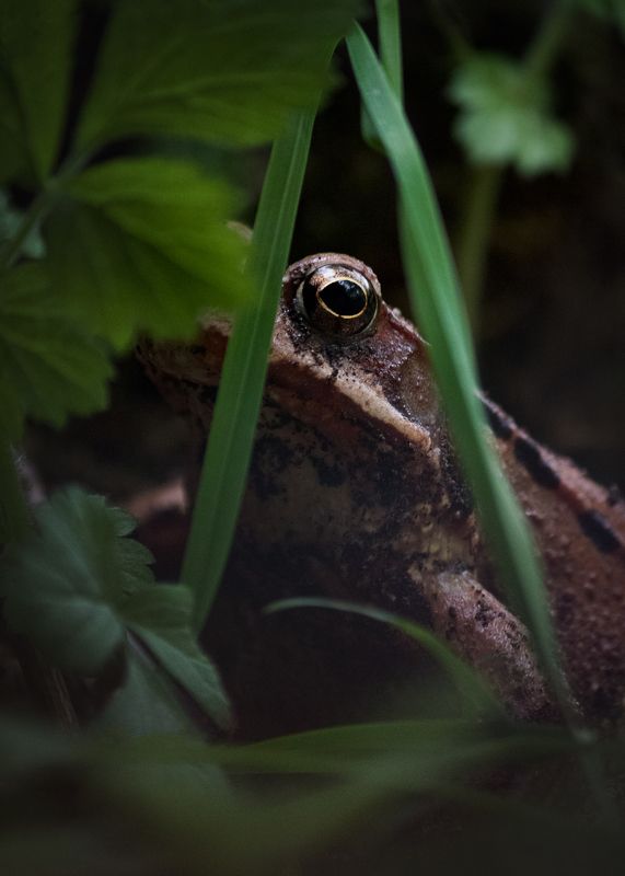 Interestphoto preview