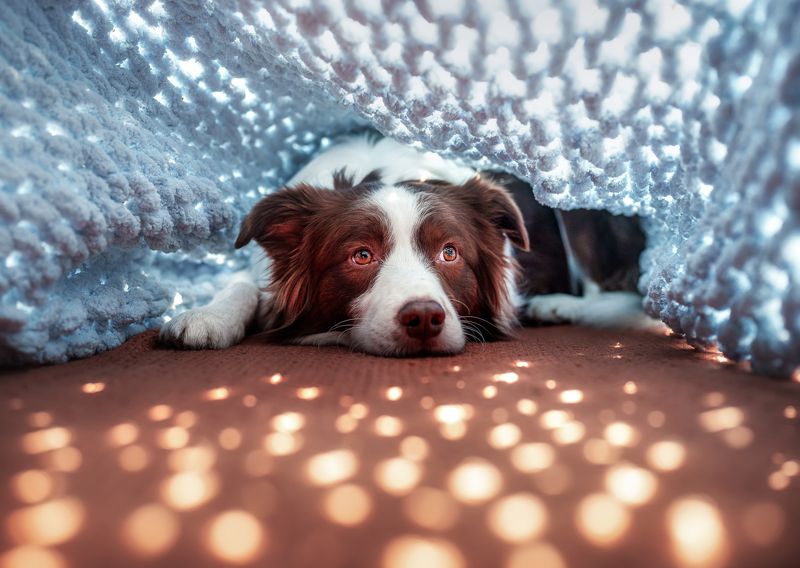 狗 动物 宠物 look starphoto preview