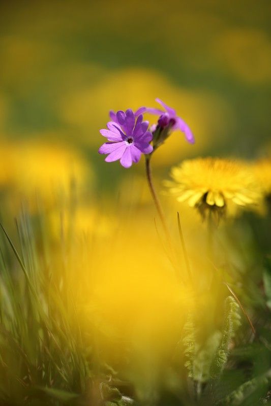 примула, одуванчик, май, цветение Майский день фото превью