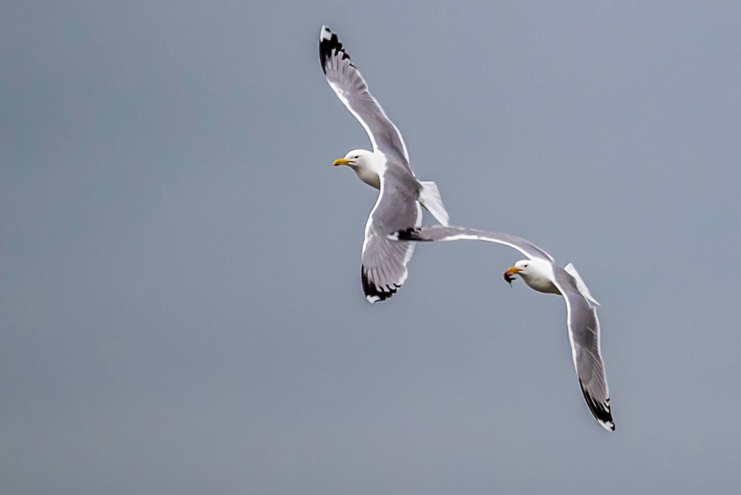 крым, заповедник &laquo;лебяжьи острова&raquo;, птицы, хохотунья, Савчук Сергей