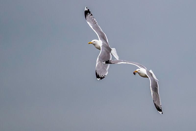крым, заповедник «лебяжьи острова», птицы, хохотунья На виражеphoto preview