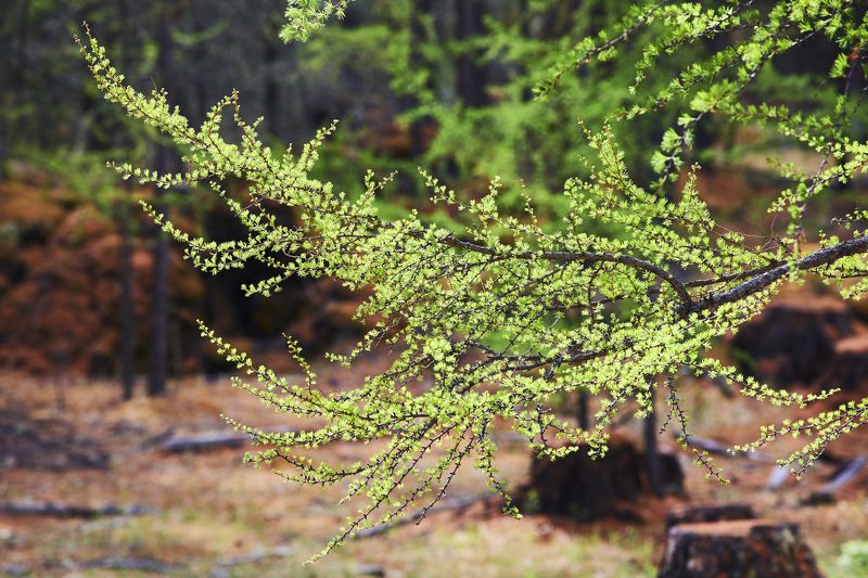 Молодая лиственницаphoto preview