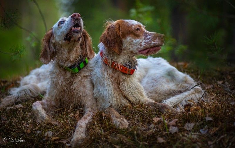 английский_сеттер, портрет, охота Моя команда. Портрет на прогулке.photo preview