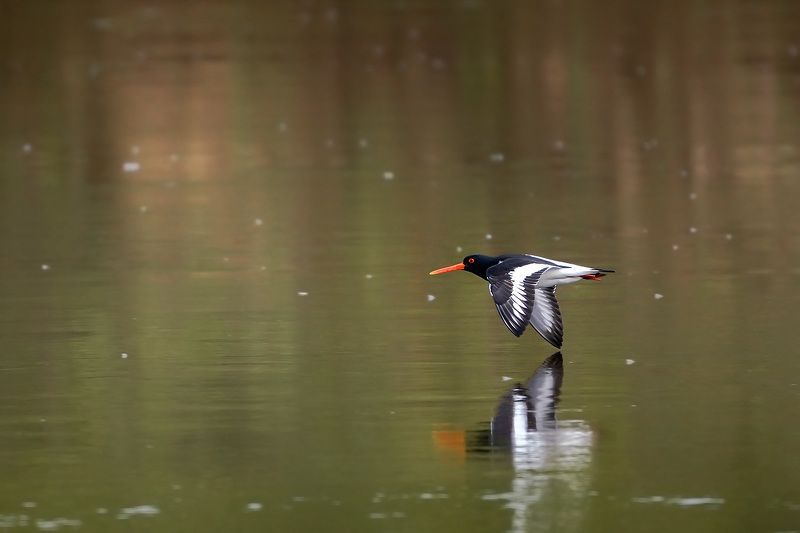 Грациозный полёт Кулик-сорокиphoto preview