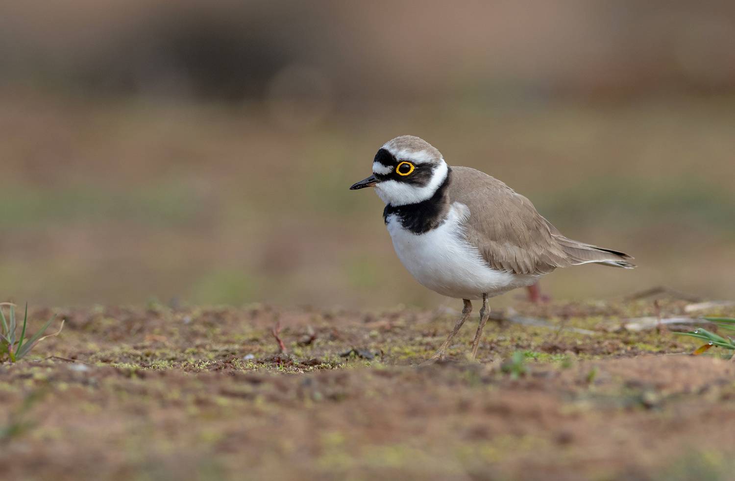 малый зуек, кулик, птица, фотоохота, птицы, birds, wildlife, Павел Краснослободцев
