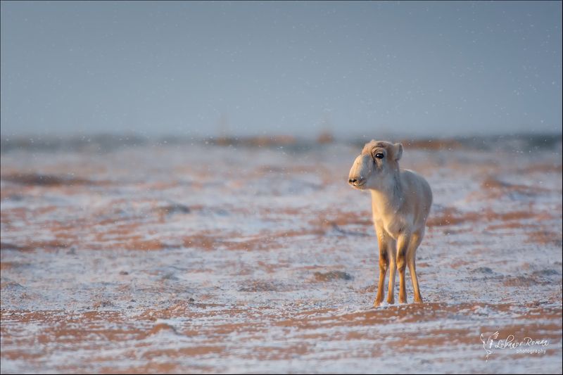 Морозное утро в степиphoto preview