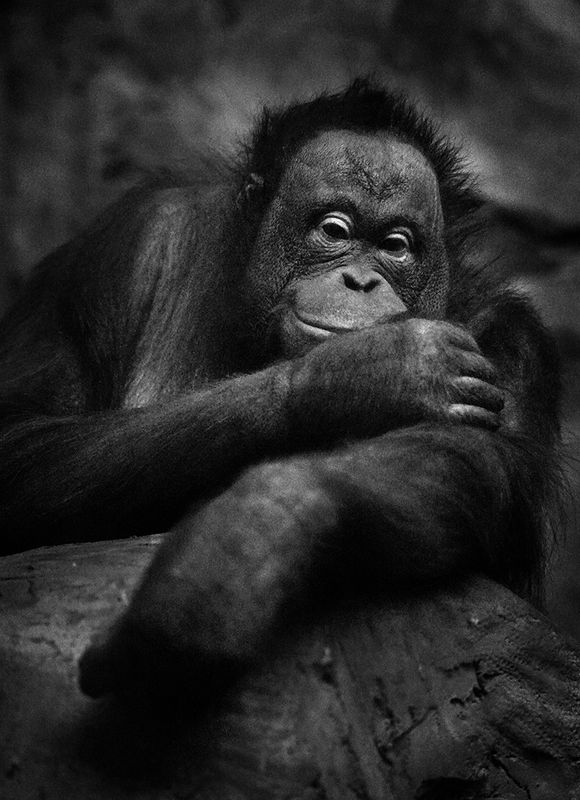 Мишельphoto preview