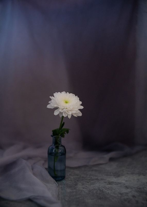 Хризантема натюрморт серый выдержка Белаяphoto preview