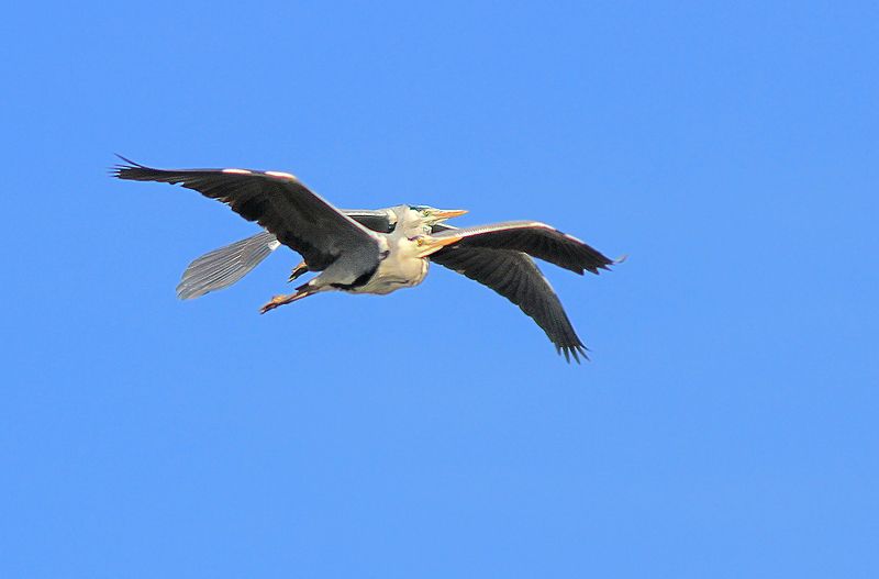 Серые в полёте...photo preview