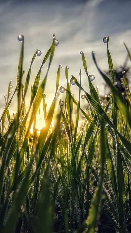 макро, капли,роса,природа ,смартфон Все,что под ногами фото превью