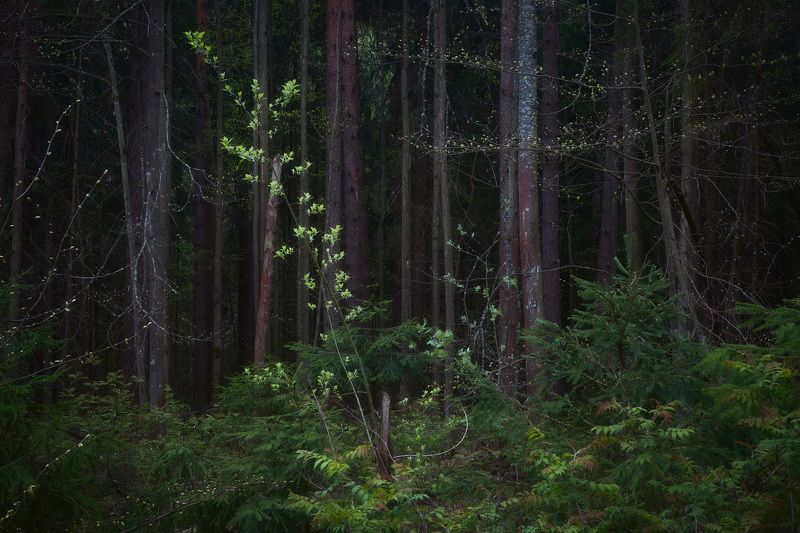 лес, весна, деревья, пейзаж, forest, woodland, trees, landscape, spring Зеленый лесphoto preview