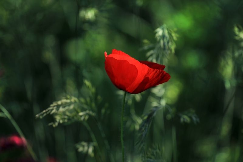 Чаша забвенияphoto preview