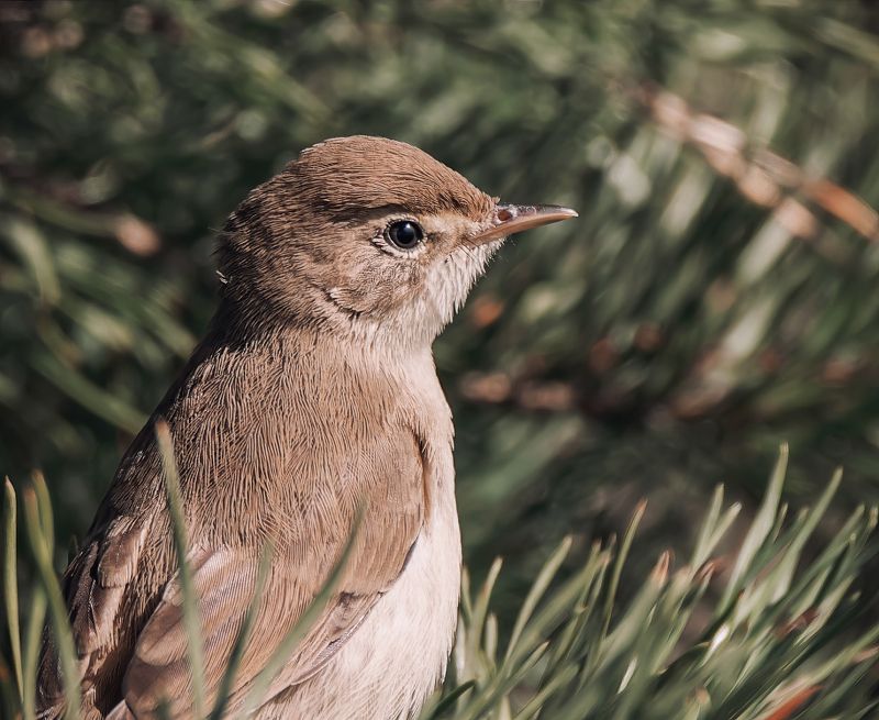 птицы, птица, северная бормотушка, бормотушка Северная бормотушкаphoto preview