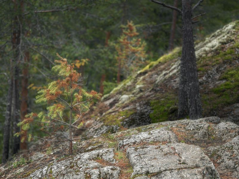 лес, карелия, сосна, осень Сосны на камняхphoto preview