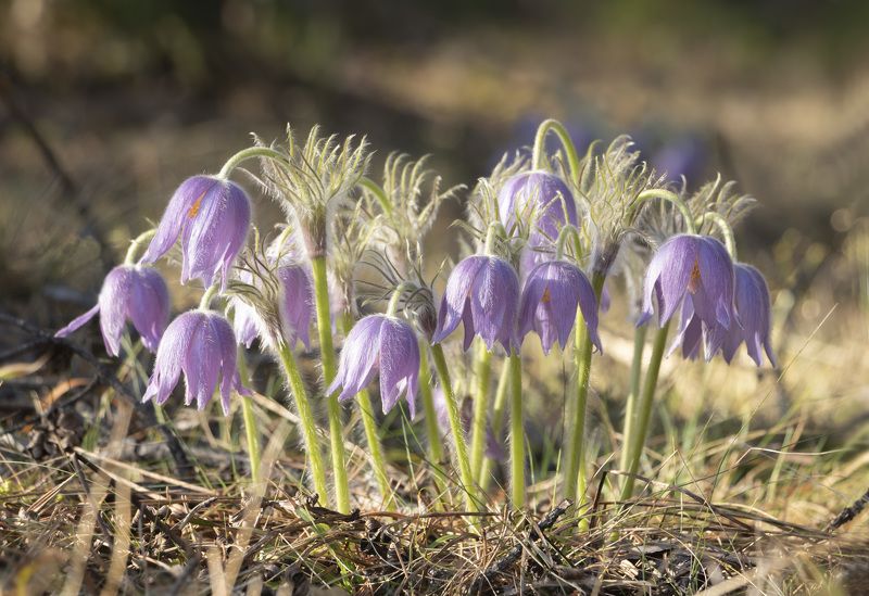 цветок, сон-трава photo preview