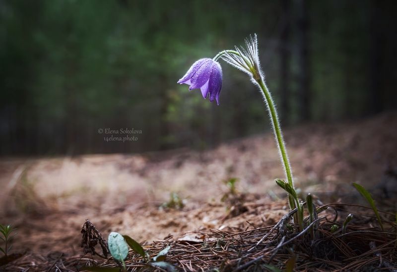 цветы, прострел, сон-трава, природа, весна, макро Прострелphoto preview