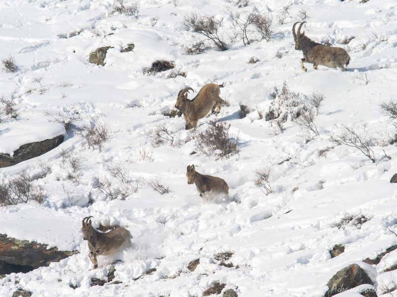 сибирский горный козел, козерог, красноярский край Козероги зимниеphoto preview