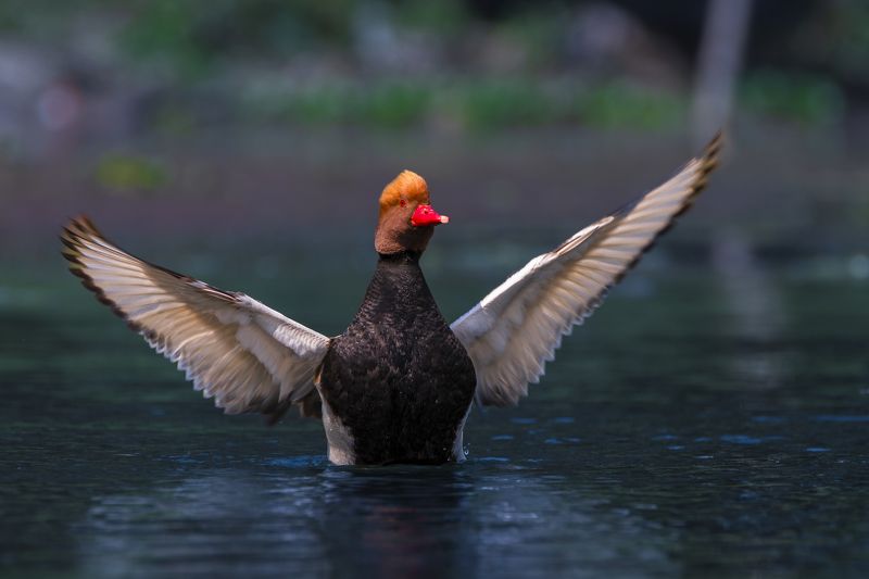 #birdphotography	 #birdsofinstagram	 #wildlifephotography	 #birds	 #naturephotography	 #bird	 #nature	 #wildlife	 #photography	 #birdwatching	 #natgeo	 #photooftheday	 #nikon	 #birding	 #naturelovers	 #canon	 #animals	 #birdlovers	 #travel	 #love	 #bestbi  фото превью