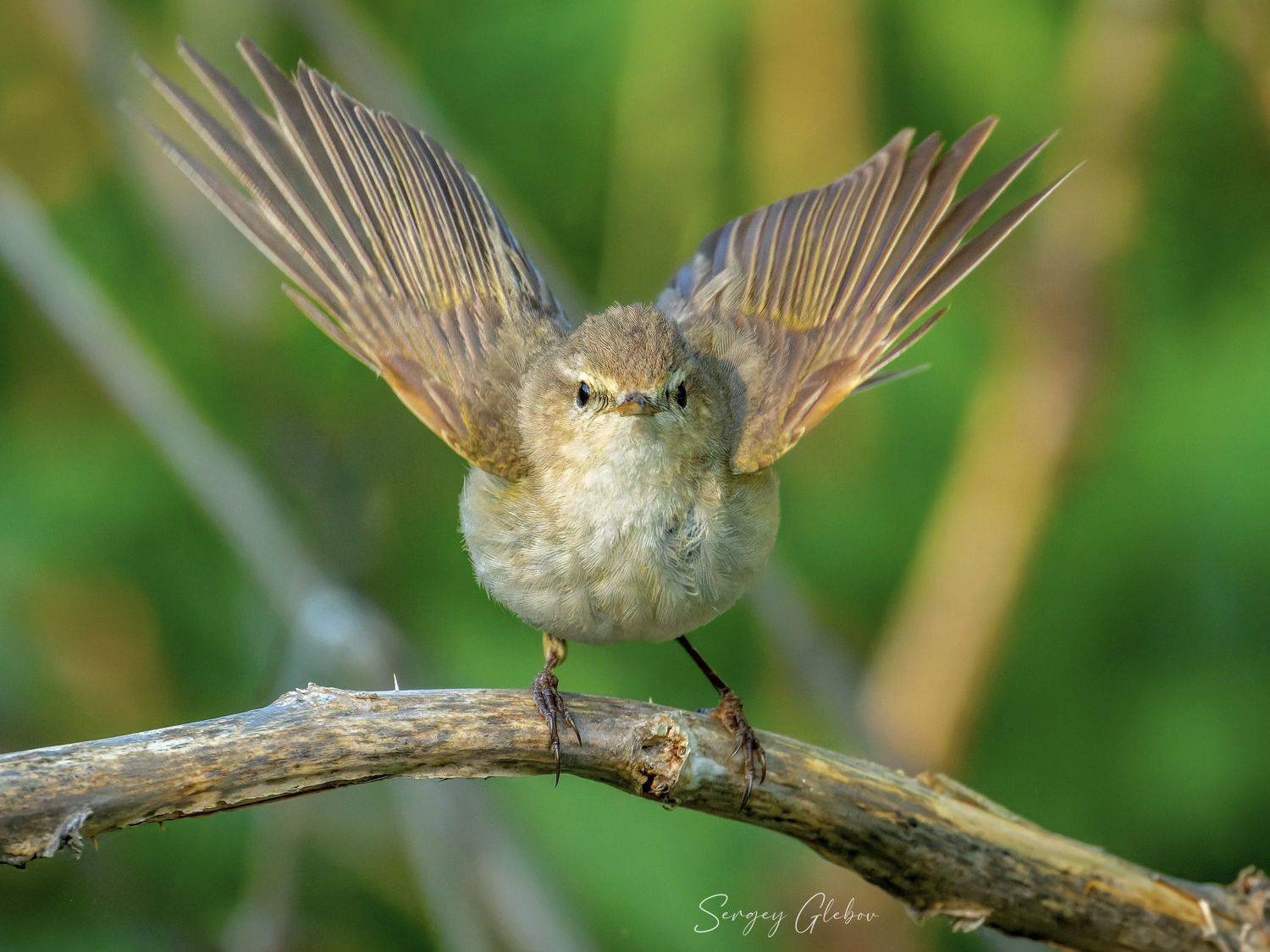Пеночка-теньковка. Автор: Сергей Глебов пеночка, птицы, пернатые, Сергей Глебов