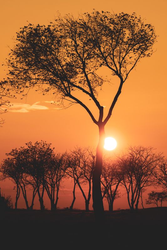 Крымская саваннаphoto preview