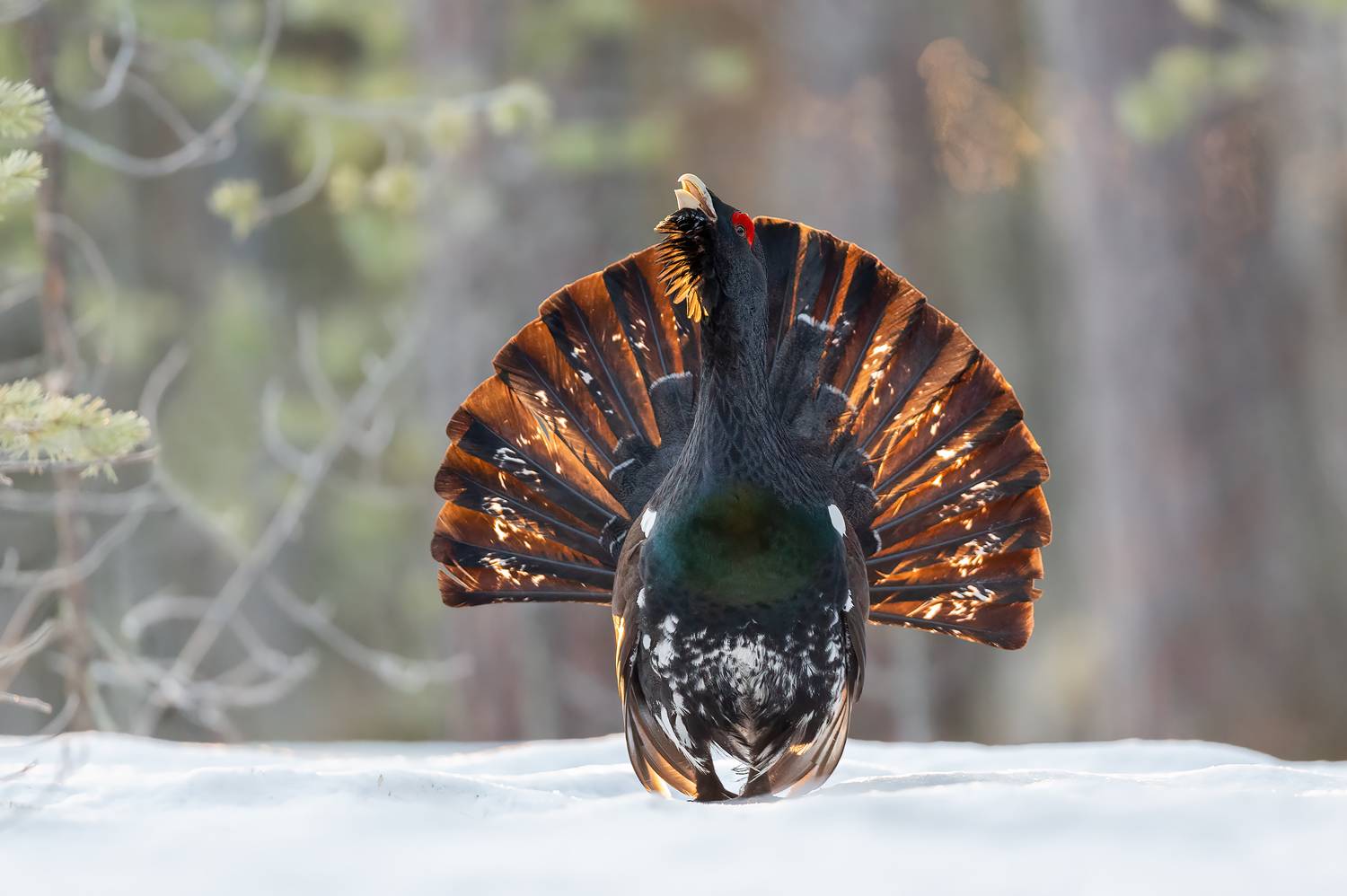 , Калинин Михаил