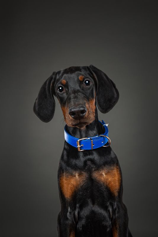 Угадай породу :)photo preview