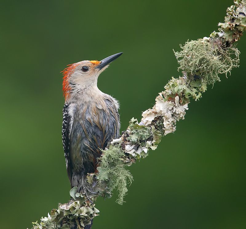 дятел, каролинский меланерпес, red-bellied woodpecker, woodpecker Red-bellied Woodpecker -Каролинский меланерпес фото превью