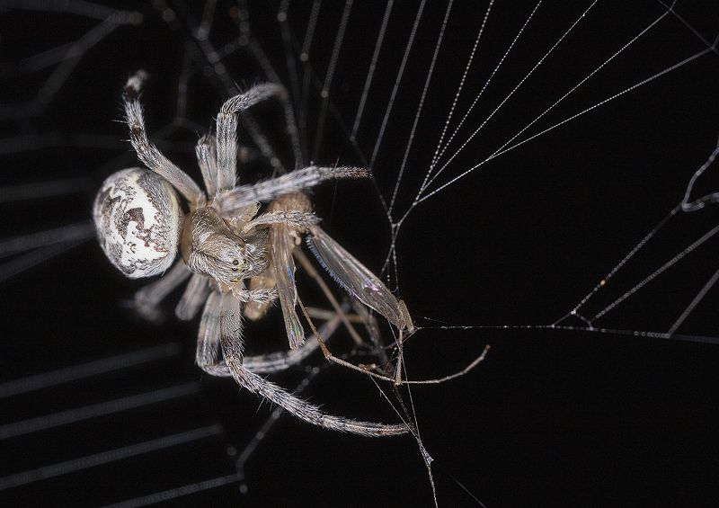 паук, жертва, комар, ночь, макро Ночной охотникphoto preview