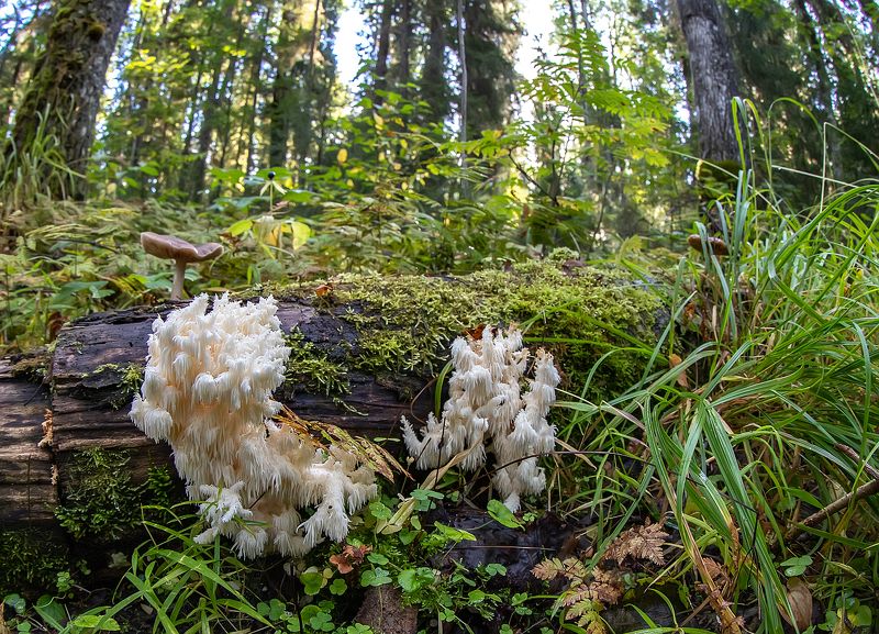 грибы, ежовик коралловидный, красная книга, лес Лесные кораллыphoto preview