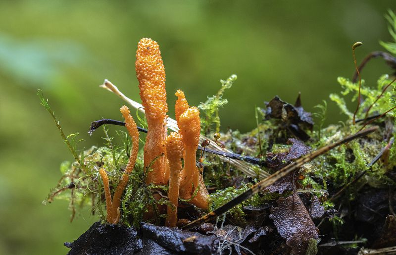 грибы, кордицепс военный, энтомотрофные грибы, лес Военный гриб - гроза насекомыхphoto preview