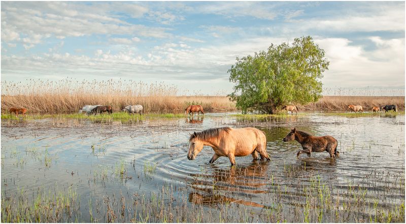 у, села, , камышово ХОДЯТ  КОНИphoto preview