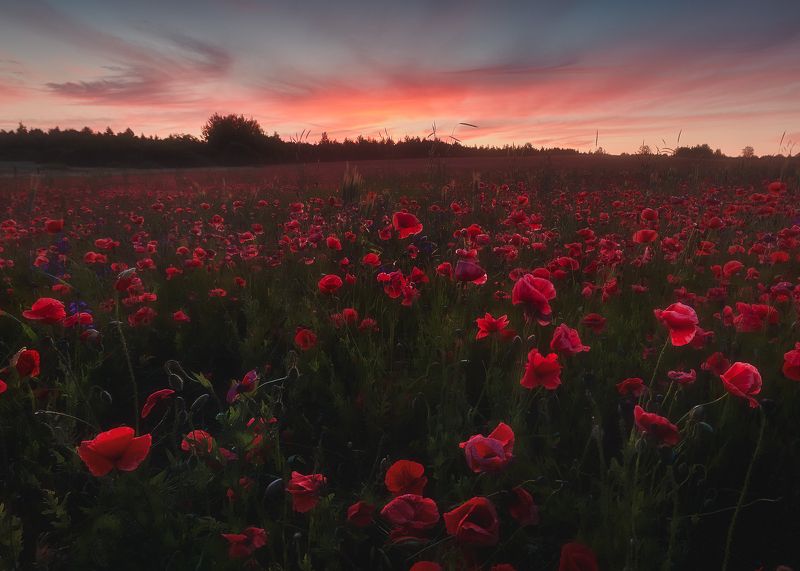 Маки, рассвет Макиphoto preview