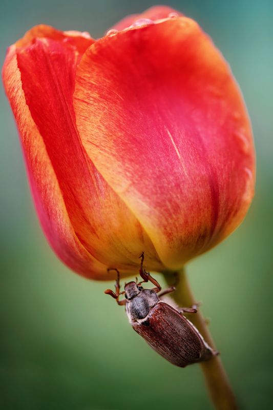*** фото превью