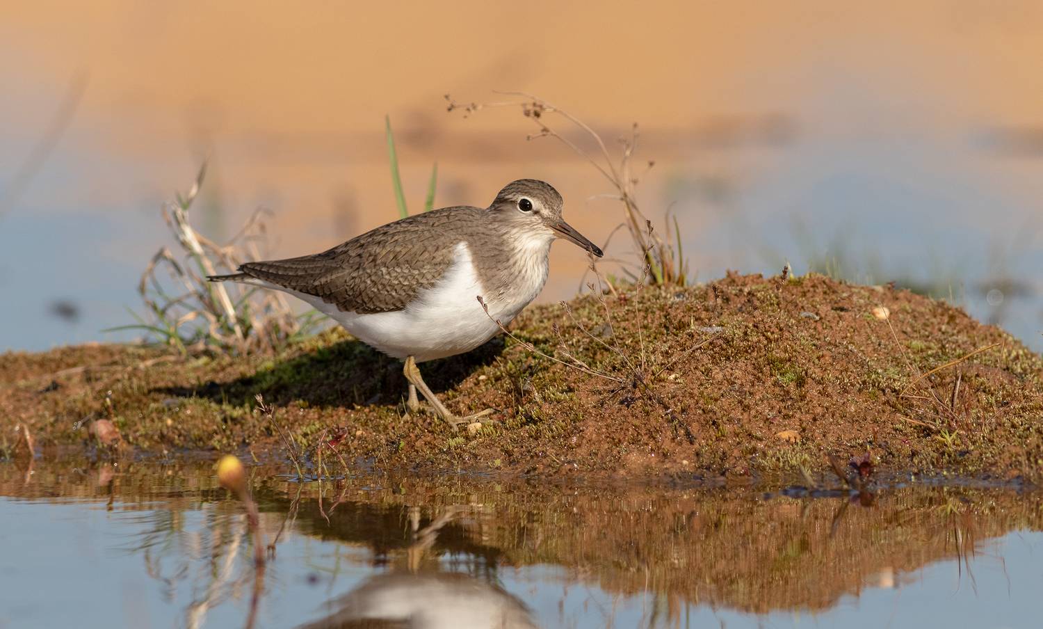 Перевозчик. Автор: Павел Краснослободцев перевозчик, кулик, птица, фотоохота, птицы, birds,, Павел Краснослободцев