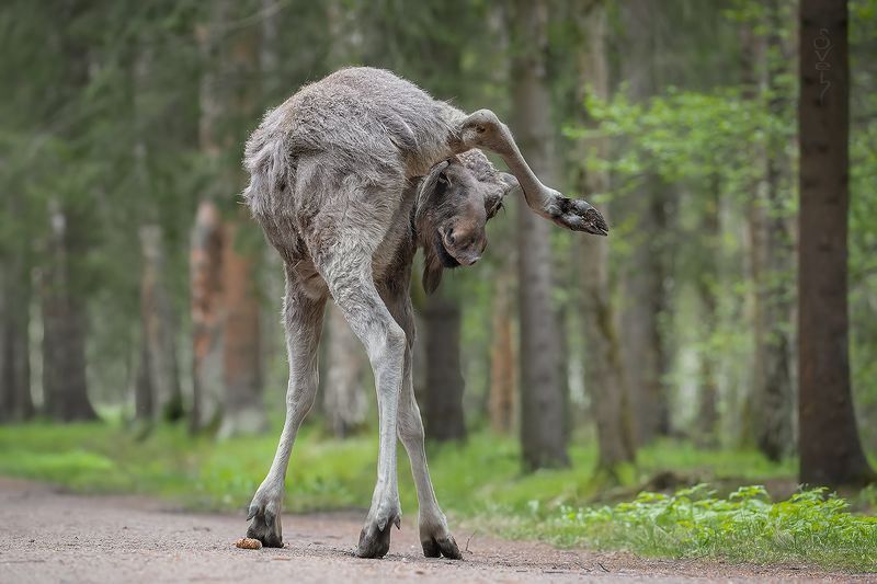 молодой лось я тебя так лучше вижуphoto preview