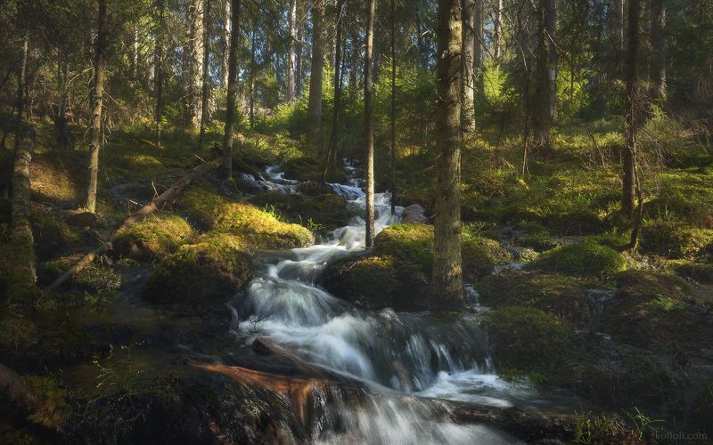 ленинградская область, выборгский район, лиетлахти, треугольное озеро, лес, лесной ручей, весна Ручей Сияющийphoto preview