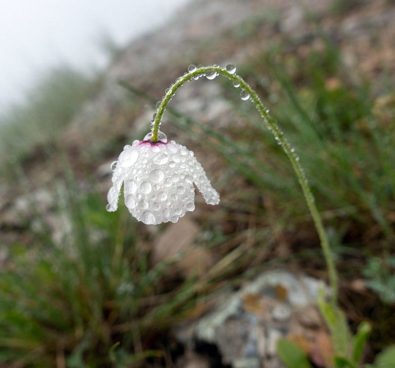 альбиносphoto preview
