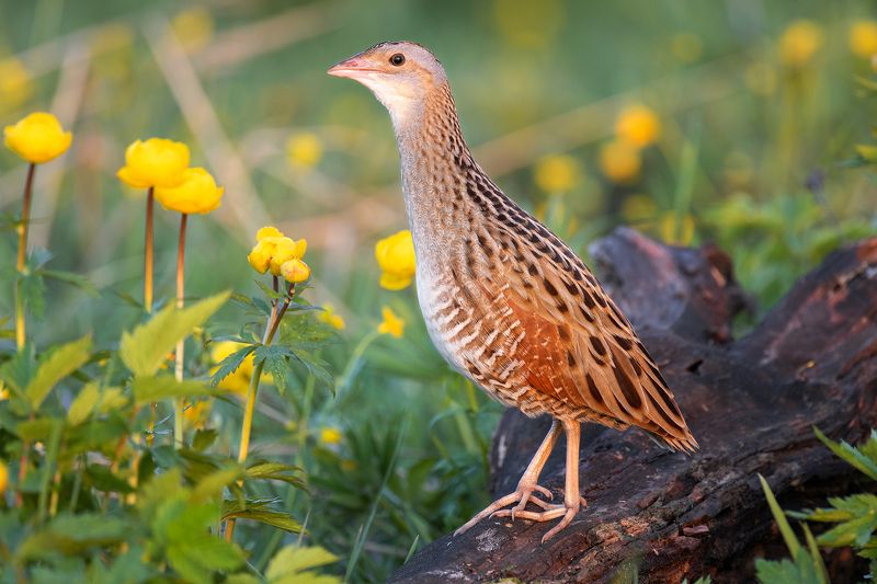 Коростель, или дергач (устар.) — Сrех сrех L.photo preview